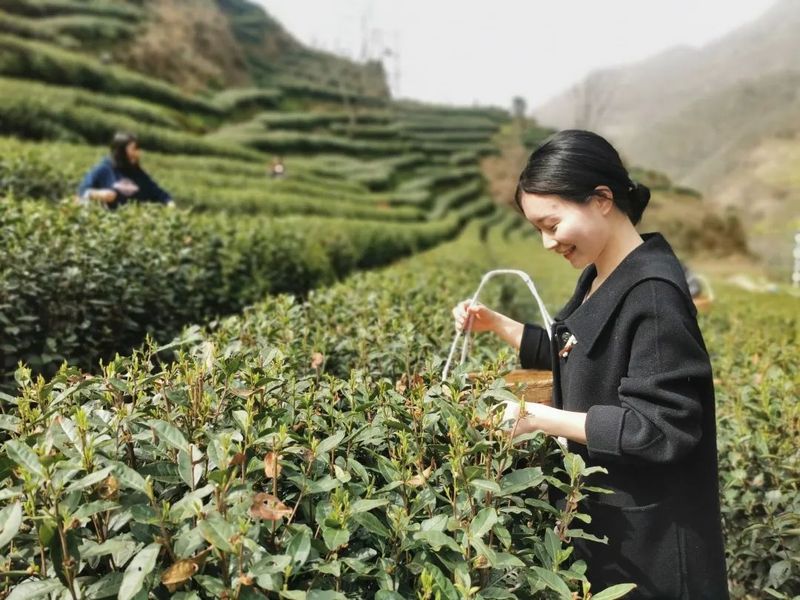 有关于春茶吐芳华！来阳坝感受舌尖上第一缕春天的味道！的资讯(12)