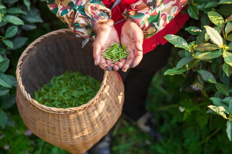 有关于杭州官宣：西湖龙井下周一开采！今年的茶有啥不一样？的最新消息(2)