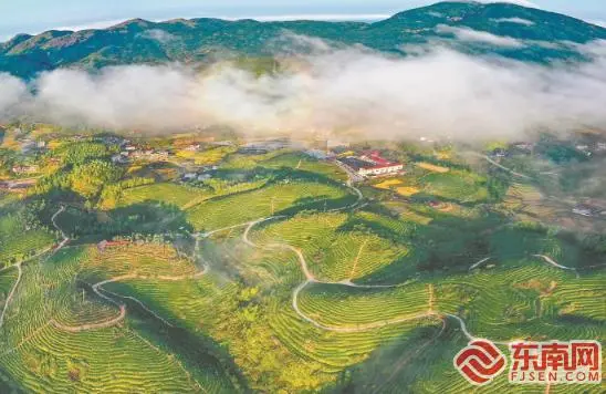 关于闽滇浙皖贵五省代表委员共话茶产业发展：点绿成金·一叶茶促一业旺的信息