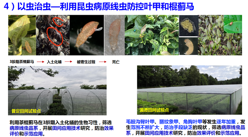 有关于种干净黔茶 服务乡村振兴——宋宝安院士在第十一届贵州茶业经济年会上的演讲的相关信息(9)