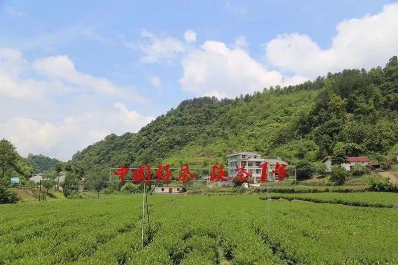 有关于2023年安康汉滨系列茶事活动即将盛大启幕的消息(2)