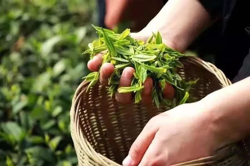 有关于2023年安康汉滨系列茶事活动即将盛大启幕的消息(1)