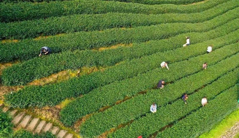 有关于2023年安康汉滨系列茶事活动即将盛大启幕的消息(4)