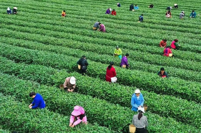 有关于2023年安康汉滨系列茶事活动即将盛大启幕的消息