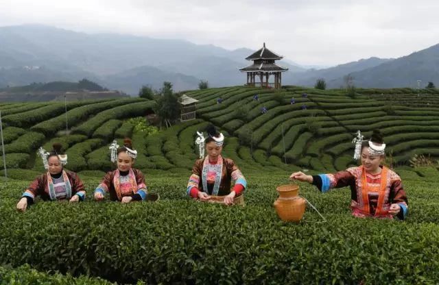 关于春茶开采大吉！增产增质又增收，来看看一线茶农怎么说的信息(3)