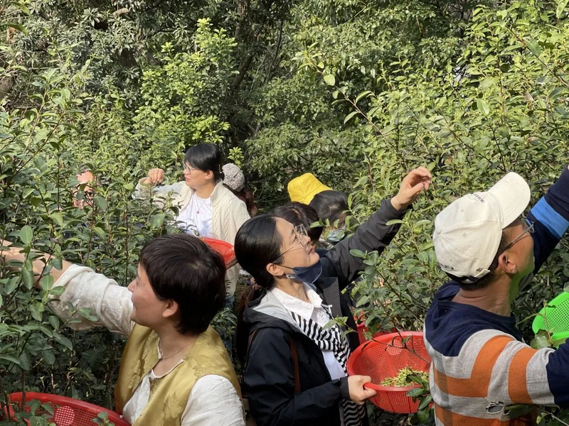 关于春茶开采大吉！增产增质又增收，来看看一线茶农怎么说的信息(5)