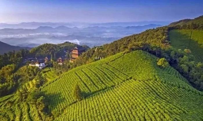 关于春茶开采大吉！增产增质又增收，来看看一线茶农怎么说的信息