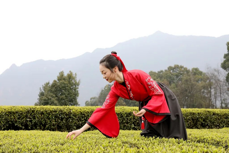 关于春茶开采大吉！增产增质又增收，来看看一线茶农怎么说的信息(8)