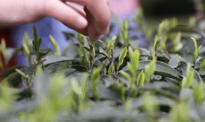 关于春茶开采大吉！增产增质又增收，来看看一线茶农怎么说的信息(9)