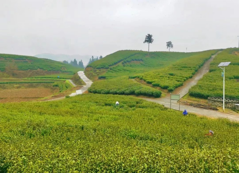 关于春茶开采大吉！增产增质又增收，来看看一线茶农怎么说的信息(7)