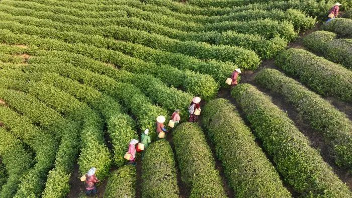 关于春茶开采大吉！增产增质又增收，来看看一线茶农怎么说的信息(1)