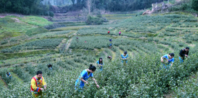 关于春茶开采大吉！增产增质又增收，来看看一线茶农怎么说的信息(4)