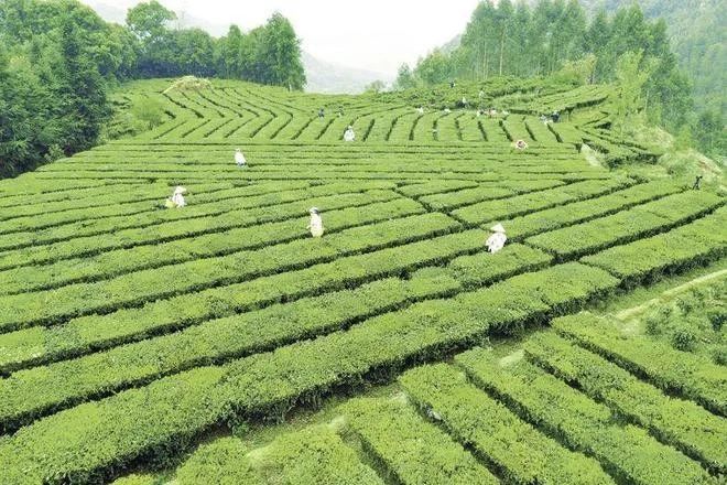 有关于广西梧州六堡茶提档升级香飘海内外的相关信息