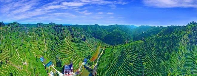 有关于广西梧州六堡茶提档升级香飘海内外的相关信息(1)