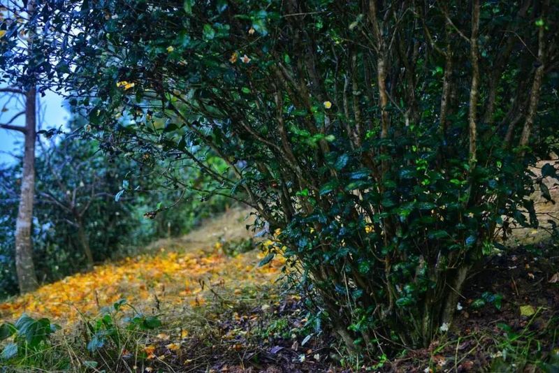 关于以茶之名 叩问世界！“红色旺苍 · 中国茶乡”春茶品鉴推介活动即将在杭举行的新闻(6)