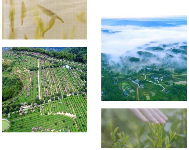 关于以茶之名 叩问世界！“红色旺苍 · 中国茶乡”春茶品鉴推介活动即将在杭举行的新闻(9)