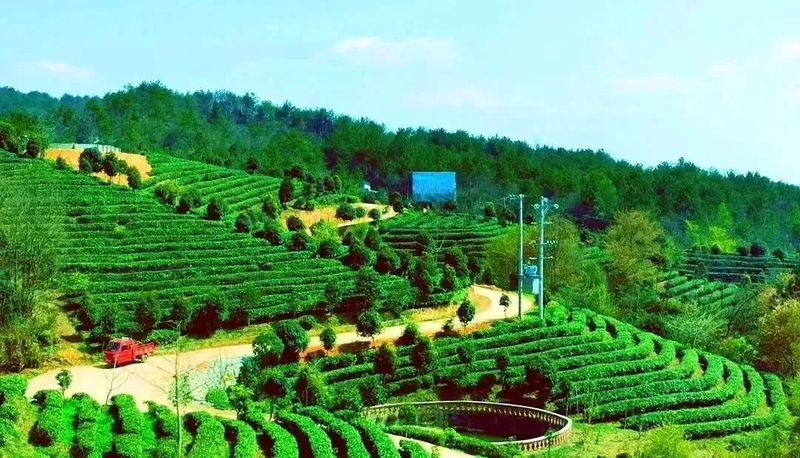 关于以茶之名 叩问世界！“红色旺苍 · 中国茶乡”春茶品鉴推介活动即将在杭举行的新闻(5)