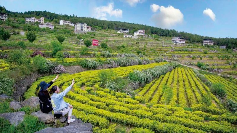 关于以茶之名 叩问世界！“红色旺苍 · 中国茶乡”春茶品鉴推介活动即将在杭举行的新闻(2)