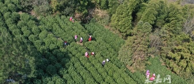 关于永嘉 乌牛早进入采摘高峰 各地采购商闻风而至的相关信息