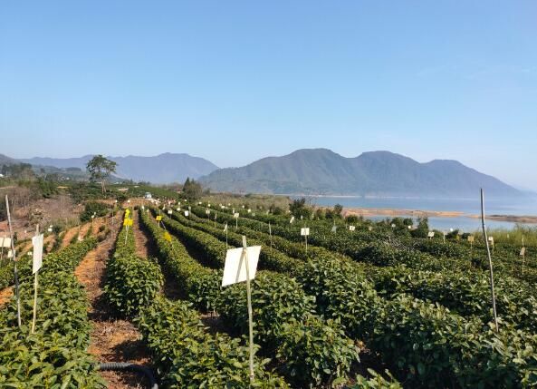 关于黄山区：太平湖畔 茶园尽披“黄金甲”的相关信息(1)