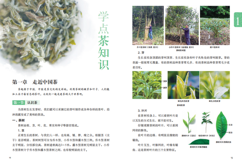 有关于茶启蒙，从《探秘中国茶（少儿版）》开始！的相关内容(8)