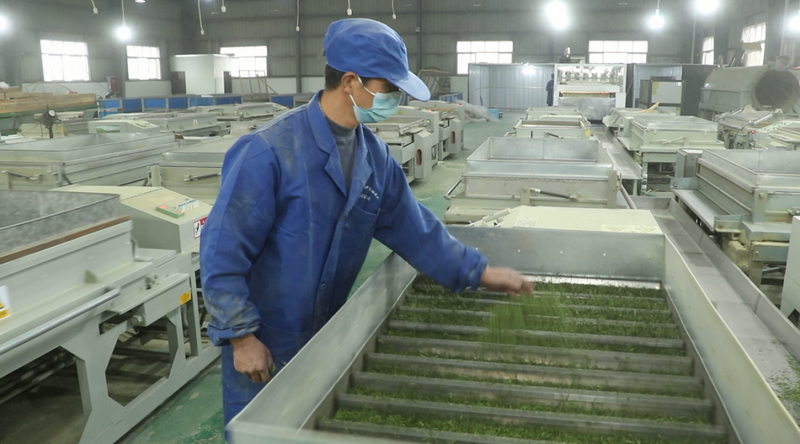 有关于沐川大楠镇：茶农忙采茶 茶企忙生产的资讯(1)