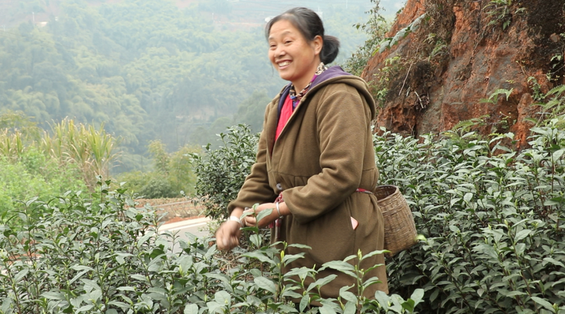 有关于沐川大楠镇：茶农忙采茶 茶企忙生产的资讯