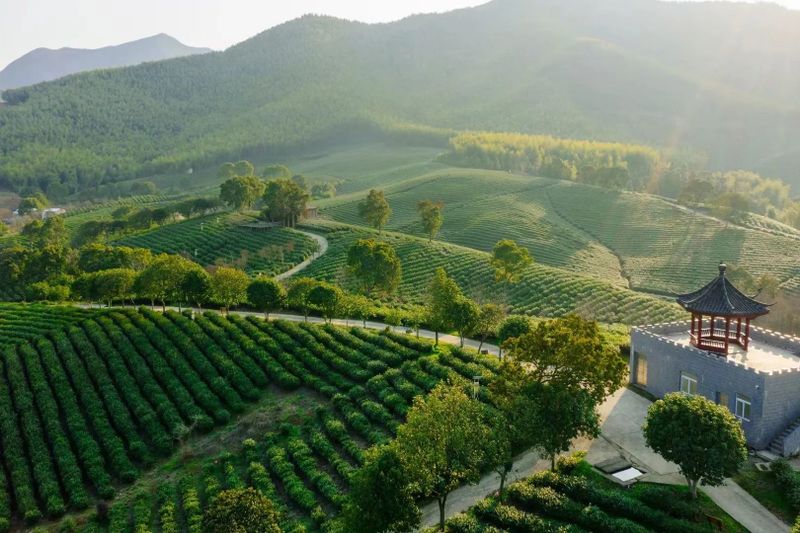 关于地方茶事，宜兴春茶开采，上央视！的相关内容(1)