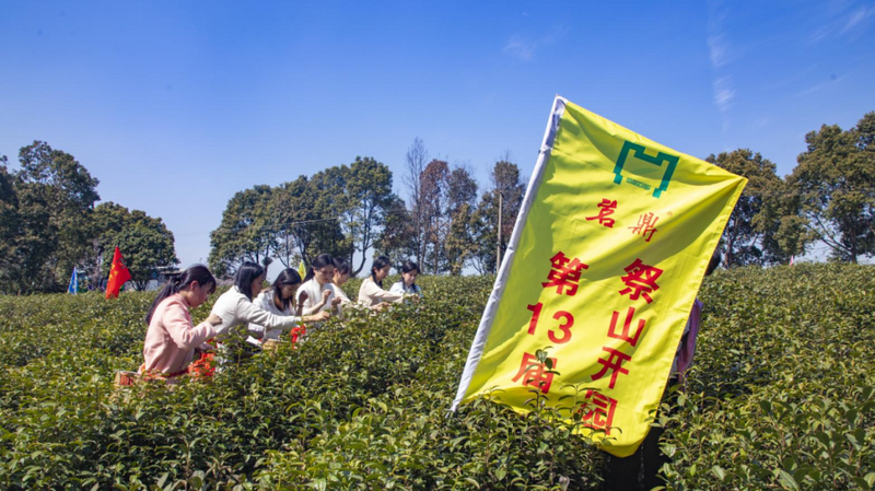 关于地方茶事，宜兴春茶开采，上央视！的相关内容(3)