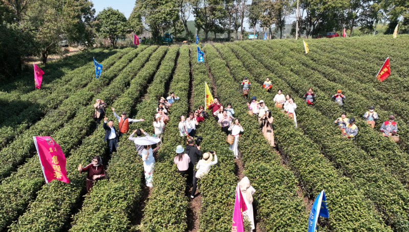 关于地方茶事，宜兴春茶开采，上央视！的相关内容(4)