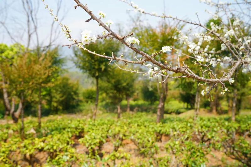 关于西盟：一片叶子带给“三代茶农”的幸福回甘的新闻(3)