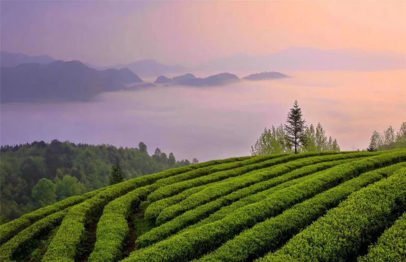 关于3.18，一起去都匀螺蛳壳采茶的最新消息(1)