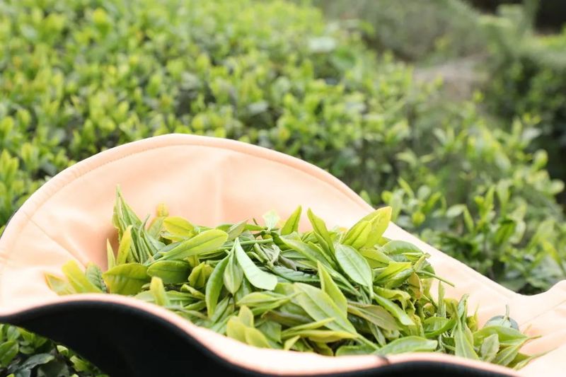 关于3.18，一起去都匀螺蛳壳采茶的最新消息(3)