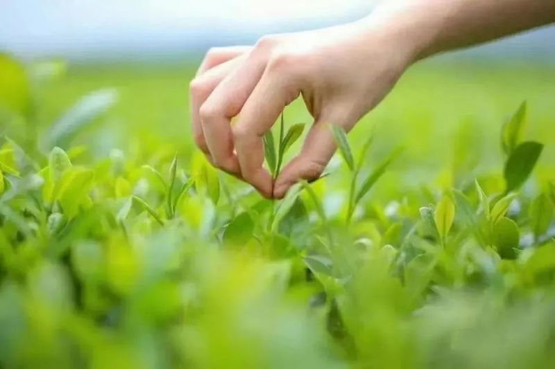 关于3.18，一起去都匀螺蛳壳采茶的最新消息(2)