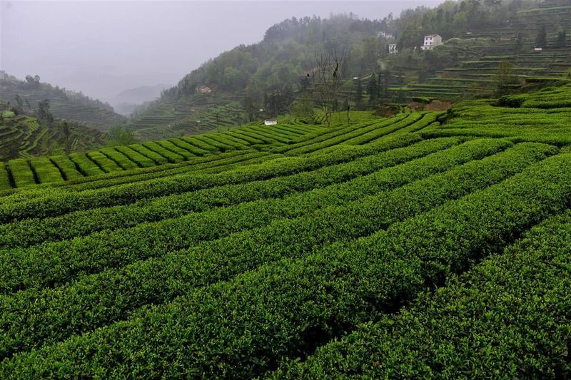 有关于湖北春茶开园在即，鲜叶价格预计略有上涨的最新消息