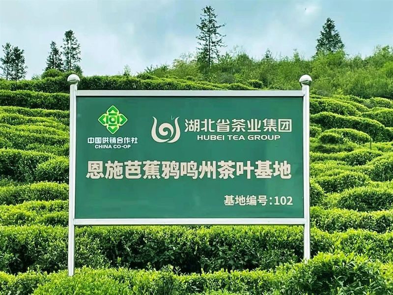 有关于湖北春茶开园在即，鲜叶价格预计略有上涨的最新消息(1)