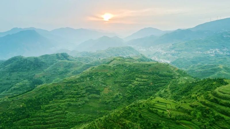 有关于踏遍万里河山，了不起的中国茶背后藏着哪些信念与坚守？的资讯(3)