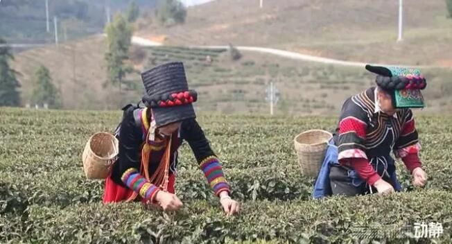 关于贵州春茶来啦！鲜、嫩、清、香……的信息(1)