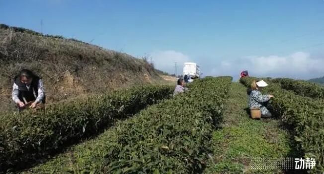 关于贵州春茶来啦！鲜、嫩、清、香……的信息(4)