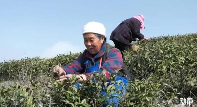 关于贵州春茶来啦！鲜、嫩、清、香……的信息(5)