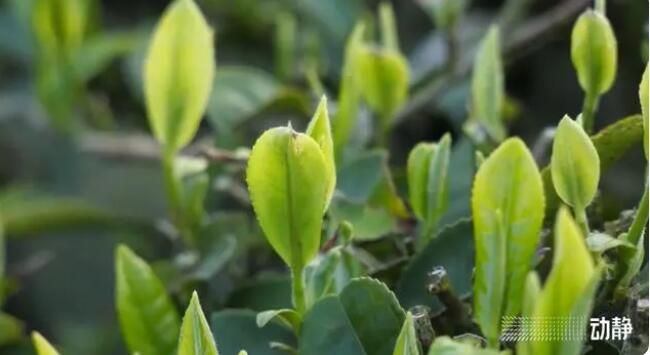 关于贵州春茶来啦！鲜、嫩、清、香……的信息(6)