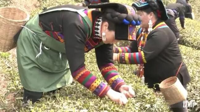 关于贵州春茶来啦！鲜、嫩、清、香……的信息(3)