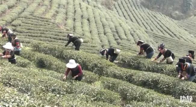 关于贵州春茶来啦！鲜、嫩、清、香……的信息