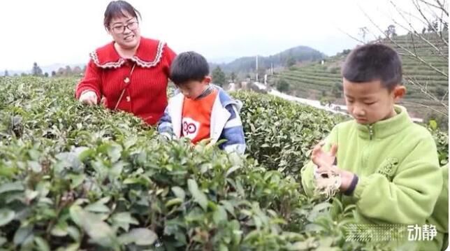 关于贵州春茶来啦！鲜、嫩、清、香……的信息(7)