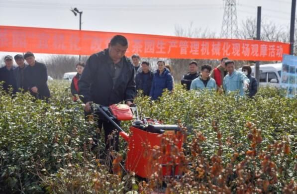 关于茶园“宜机化”改造 助力镇江茶产业提质增效的内容