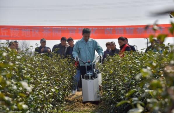 关于茶园“宜机化”改造 助力镇江茶产业提质增效的内容(2)