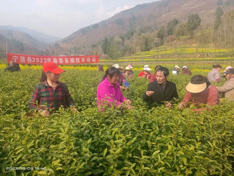 有关于宁强县茶叶中心举办2023年春茶采摘技术培训会的消息