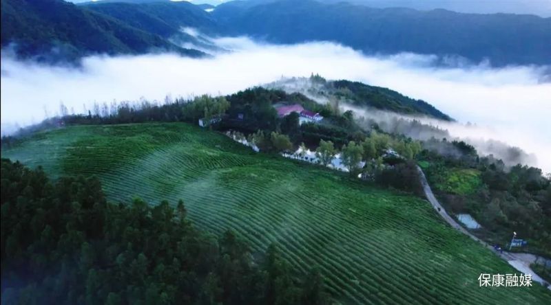 关于保康18.65万亩茶园绽放新绿的资讯(2)