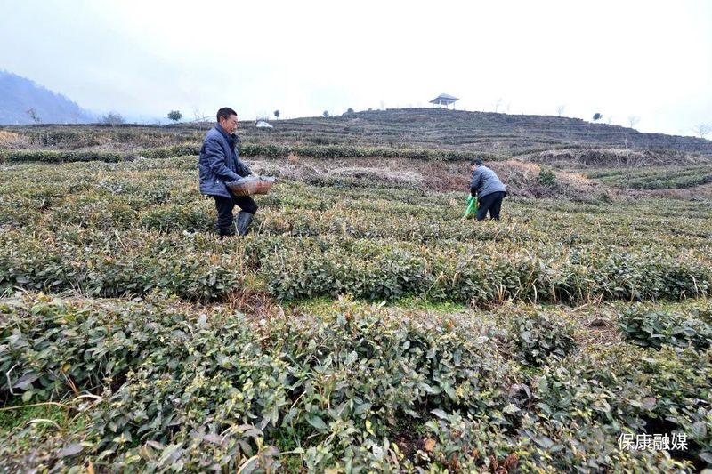 关于保康18.65万亩茶园绽放新绿的资讯(3)