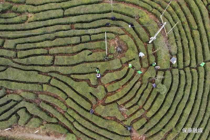 关于保康18.65万亩茶园绽放新绿的资讯(1)